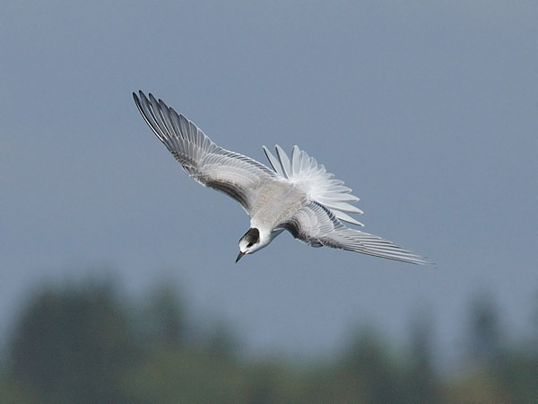 Kalatiira, Common Tern, Sterna hirundo